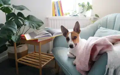 The Pro’s and Con’s of Allowing Pets in Your Rental Properties