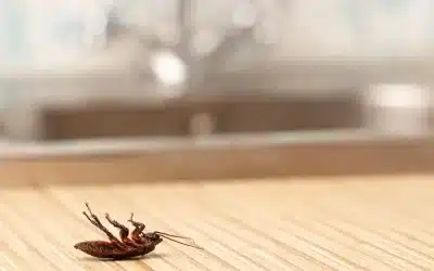 Guide to Preventing Pests in Your Rental Properties