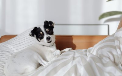 The Benefits of Renting to Tenants with Pets